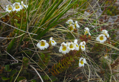 Euphrasia monroi
