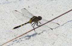 Orthetrum boumiera