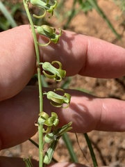 Dipcadi marlothii