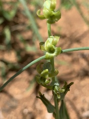 Dipcadi marlothii