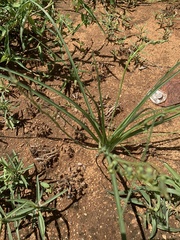 Dipcadi marlothii