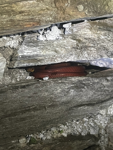 Stoliczka's Asian Cat Snake