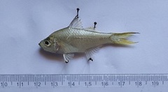 Ambassis gymnocephalus