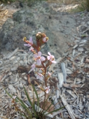 Stylidium armeria