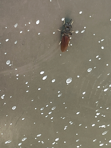 Unknown species found near E 80th St N, Owasso, OK, US