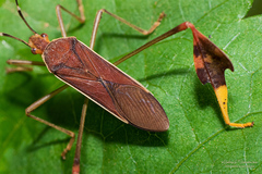 Anisoscelis marginellus