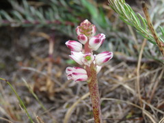 Lachenalia contaminata