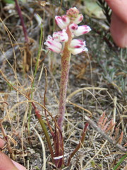 Lachenalia contaminata