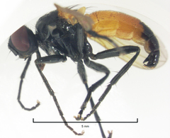Huttonobesseria verecunda