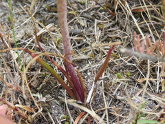 Lachenalia contaminata