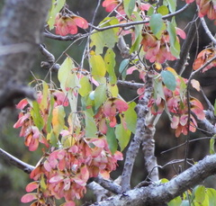 Heteropterys palmeri