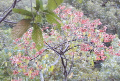 Heteropterys palmeri