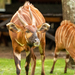 Mountain Bongo - Photo (c) Irene Domhoff, some rights reserved (CC BY-NC), uploaded by Irene Domhoff