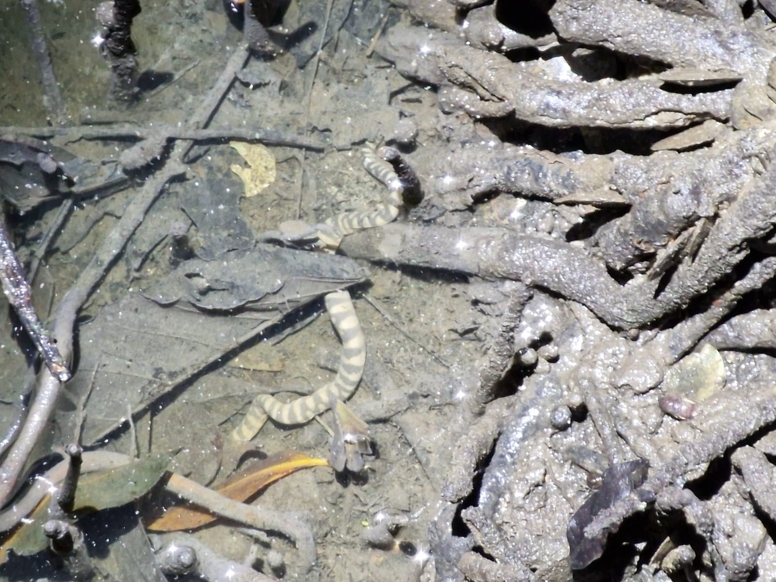 Acrochordus granulatus (Schneider, 1799)