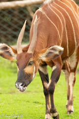Tragelaphus eurycerus isaaci