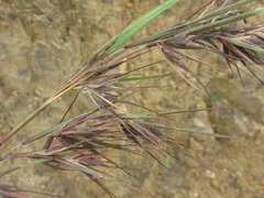 Themeda