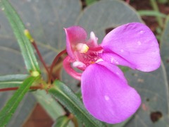 Impatiens chinensis