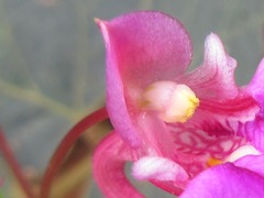 Impatiens chinensis