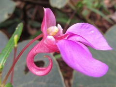 Impatiens chinensis