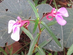 Impatiens chinensis