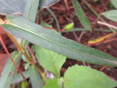 Impatiens chinensis