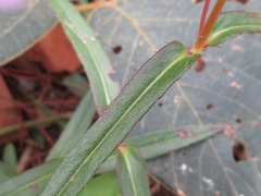 Impatiens chinensis