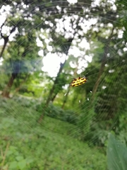 Gasteracantha panisicca