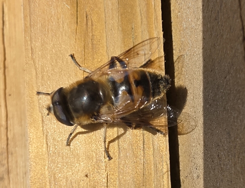 Unknown species found near Windsor, VT 05089, USA