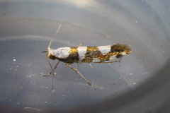 Argyresthia brockeella
