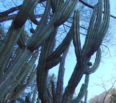 Stenocereus montanus