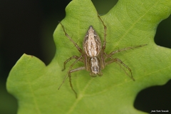 Oxyopes lineatus