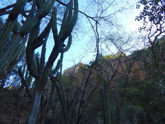 Stenocereus montanus