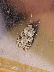 Scoparia ambigualis
