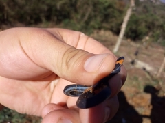 Colubridae