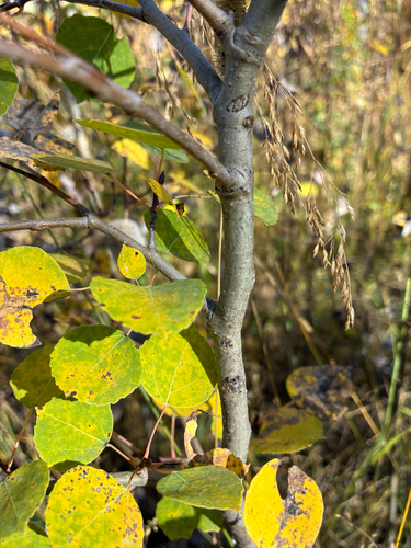 quaking aspen