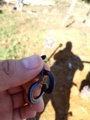 Colubridae