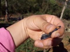 Colubridae