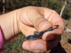 Colubridae