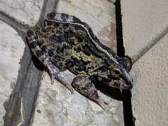 Fejervarya limnocharis