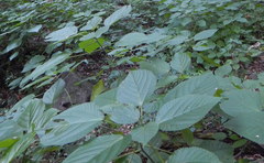 Urera caracasana