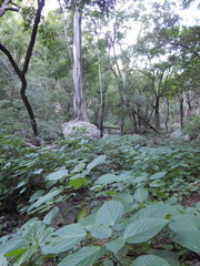Urera caracasana