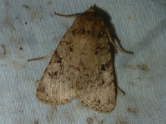 Amphipyra effusa