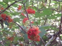 Urera caracasana
