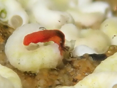 Vayssierea cinnabarea