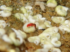 Vayssierea cinnabarea