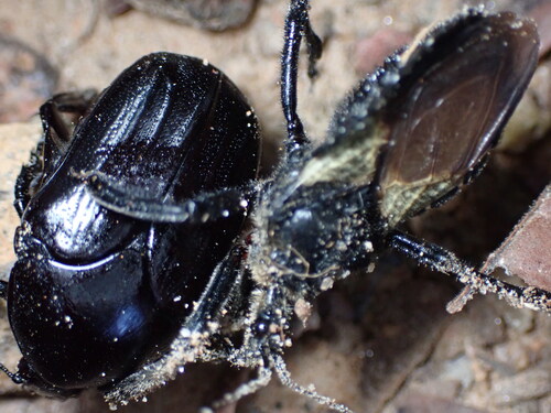 Desicasta lobata