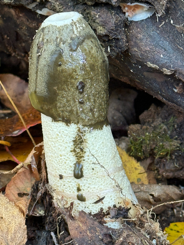 Ravenel's stinkhorn