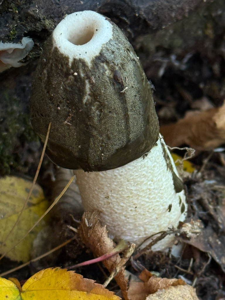 Ravenel's stinkhorn