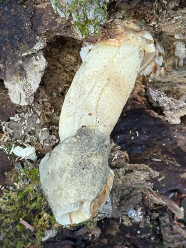 Ravenel's stinkhorn