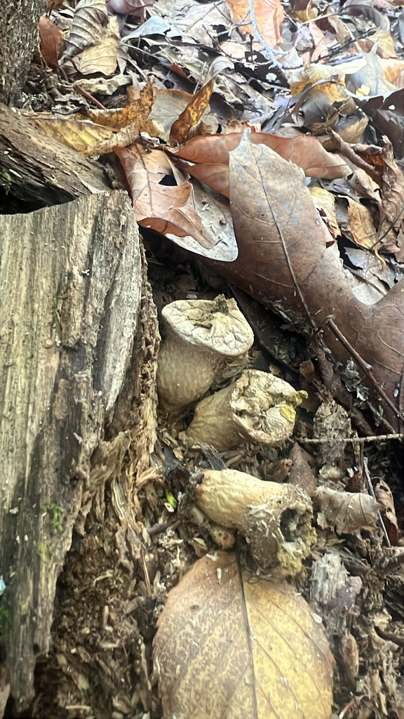 Pear-shaped Puffball